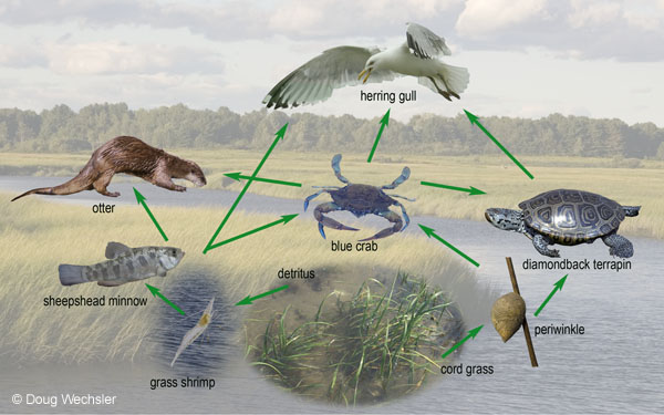 FOOD WEB SALT MARSH from Marvels in the Muck: Life in the Salt Marshes by Doug Wechsler; Boyds Mills Press 2008